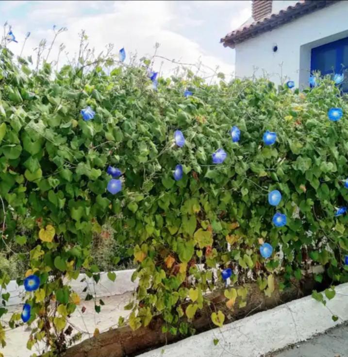 Holiday home Cortijo Rural Al-andalus Con Piscina